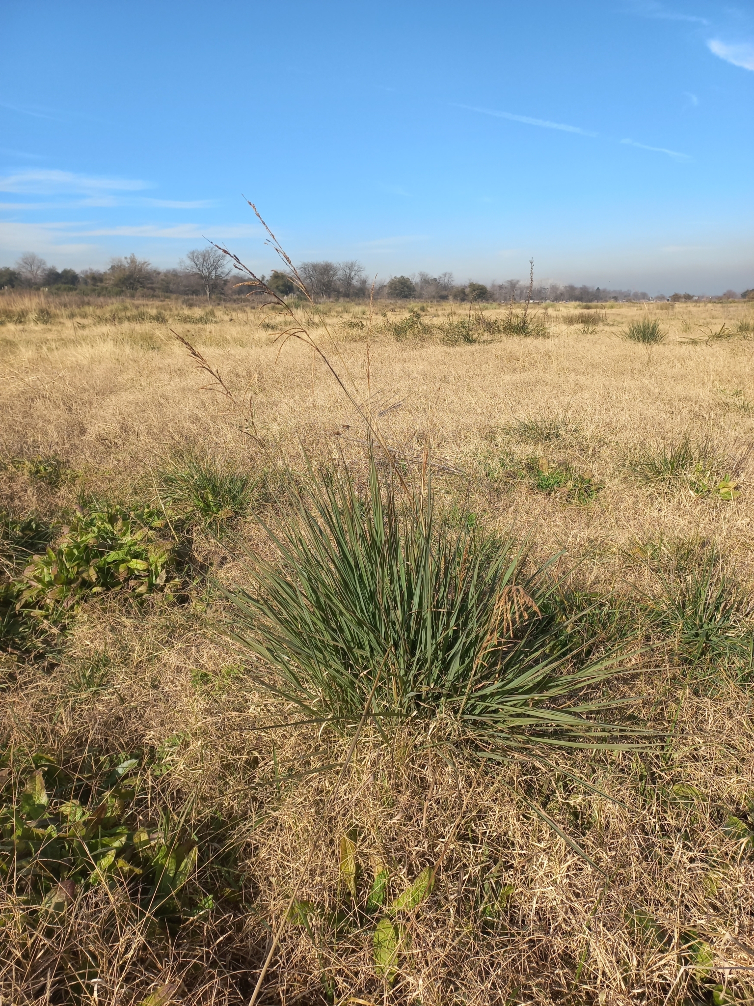 Tussock Paspalum (Paspalum quadrifarium)