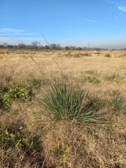 Paspalum quadrifarium, photograph (c) Florencia Luna, some rights reserved (CC BY)