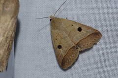 Bocula caradrinoides