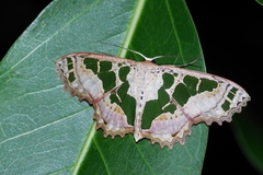 Scopula divisaria