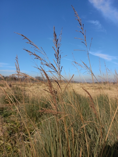 Paspalum quadrifarium, photograph 4
