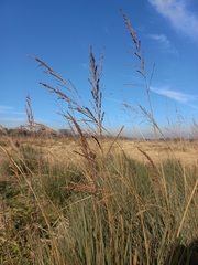 Paspalum quadrifarium, photograph (c) Florencia Luna, some rights reserved (CC BY)