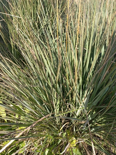 Paspalum quadrifarium, photograph 5
