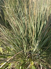 Paspalum quadrifarium, photograph (c) Florencia Luna, some rights reserved (CC BY)