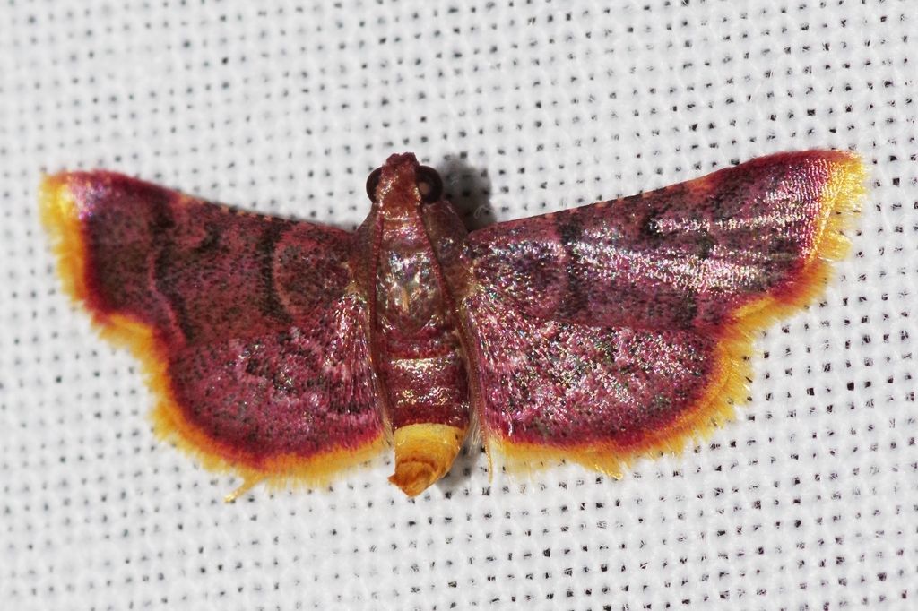 Hypsopygia postflava