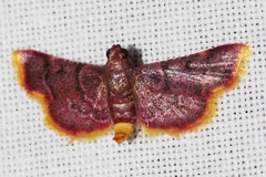 Hypsopygia postflava