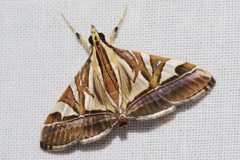 Agrioglypta itysalis