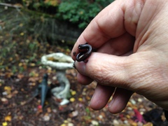 Batrachoseps wrighti