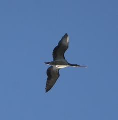 Eudocimus albus
