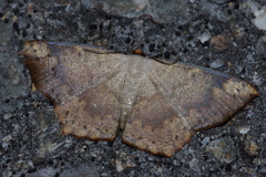 Peratostega deletaria