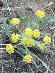Bupleurum americanum