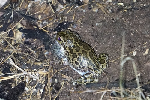 Lowland Burrowing Tree Frog
