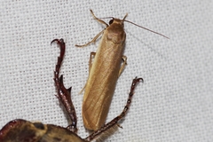 Danielithosia pallens