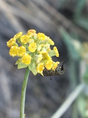Bupleurum americanum