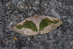 Celenna festivaria