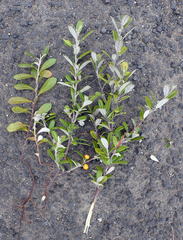 Corokia