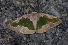 Celenna festivaria