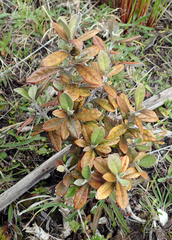 Corokia