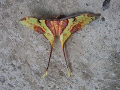 Actias maenas