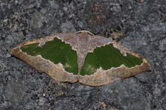 Celenna festivaria