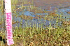 Eriocaulon bilobatum