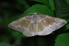 Celenna festivaria