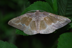 Celenna festivaria