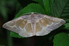 Celenna festivaria