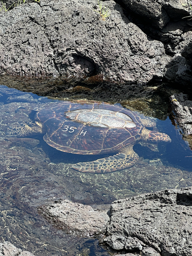 Chelonia mydas observed 2025-07-03
