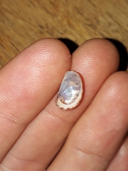 Stomatella impertusa