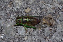 Vagitanus terminalis