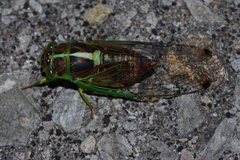 Vagitanus terminalis