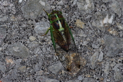 Vagitanus terminalis
