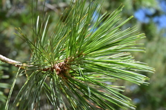 Pinus stylesii