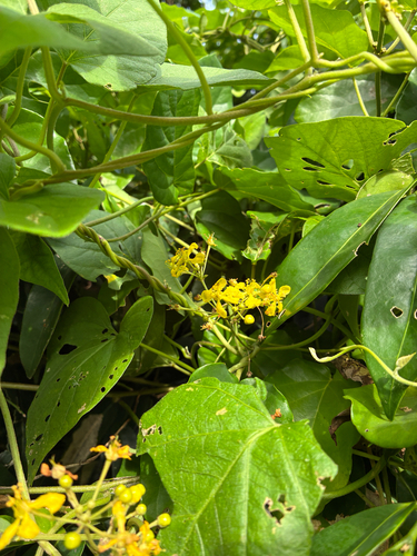 Stigmaphyllon timoriense observed 2025-07-02