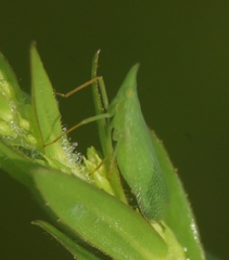 Rhynchomitra