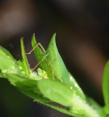 Rhynchomitra