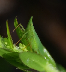 Rhynchomitra