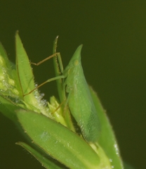 Rhynchomitra