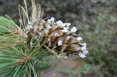 Pinus stylesii