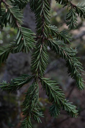 Image of Abies vejarii by (c) Rafael Torres, some rights reserved (CC BY-SA)