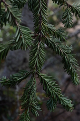 Abies vejarii