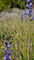 Thelymitra aristata