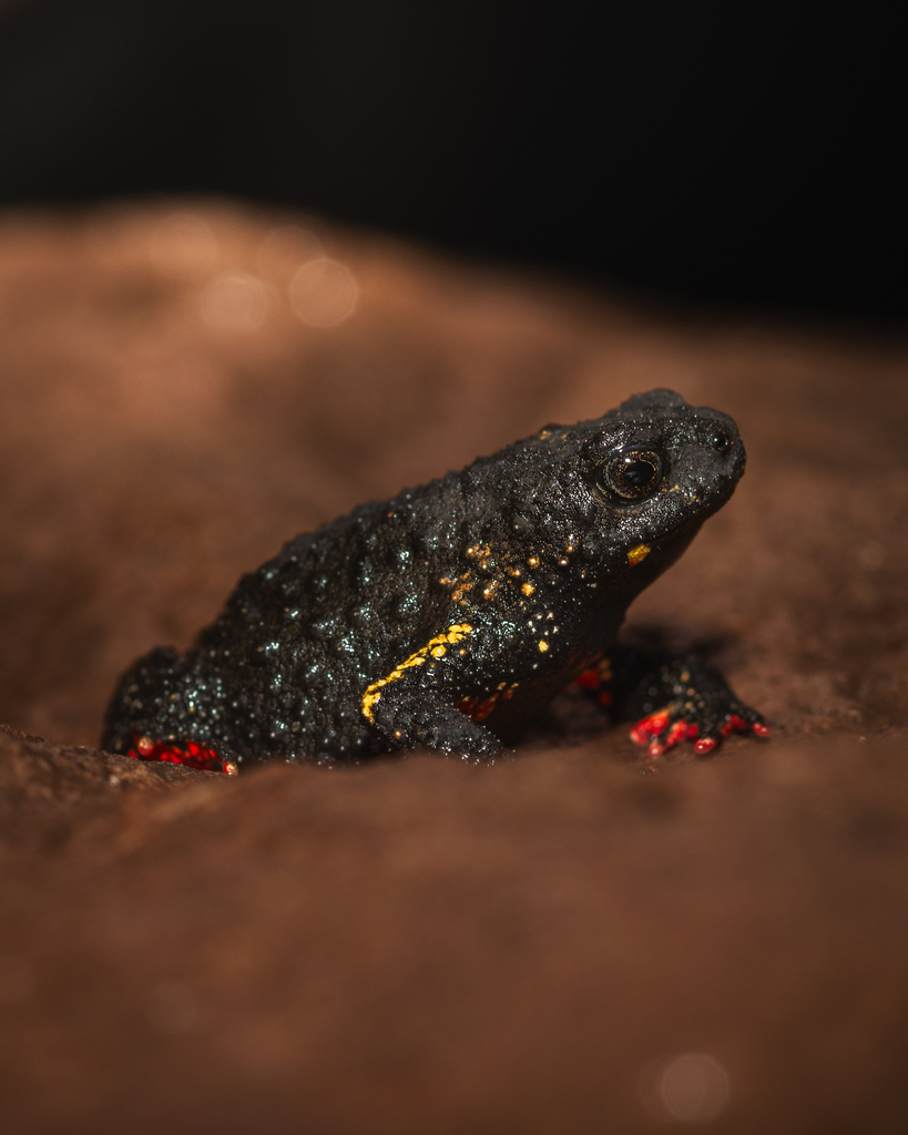 Uruguay Red Belly Toad