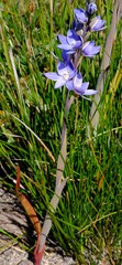 Thelymitra aristata