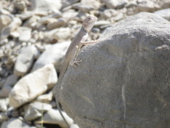 Pseudotrapelus jensvindumi