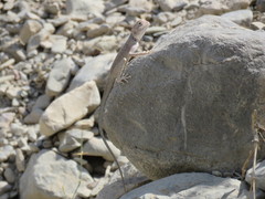 Pseudotrapelus jensvindumi