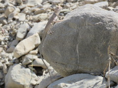 Pseudotrapelus jensvindumi