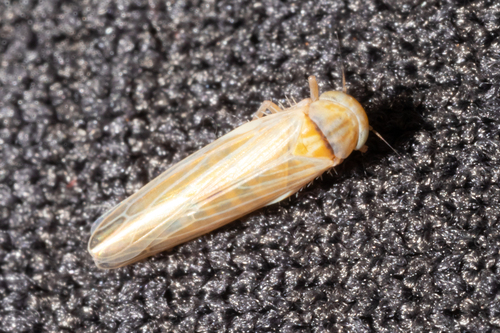 Leafhopper