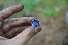 Lactarius indigo